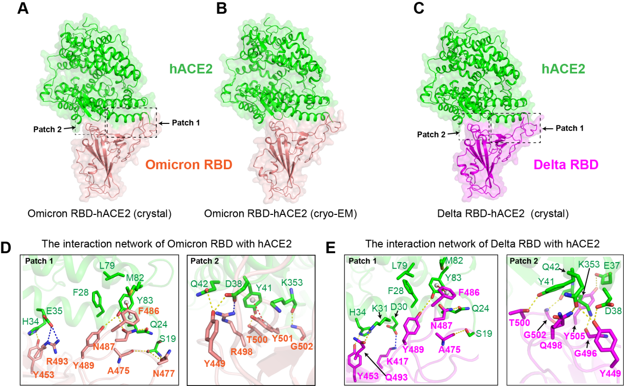 图 Omicron RBD 和Delta RBD与hACE2复合物结构