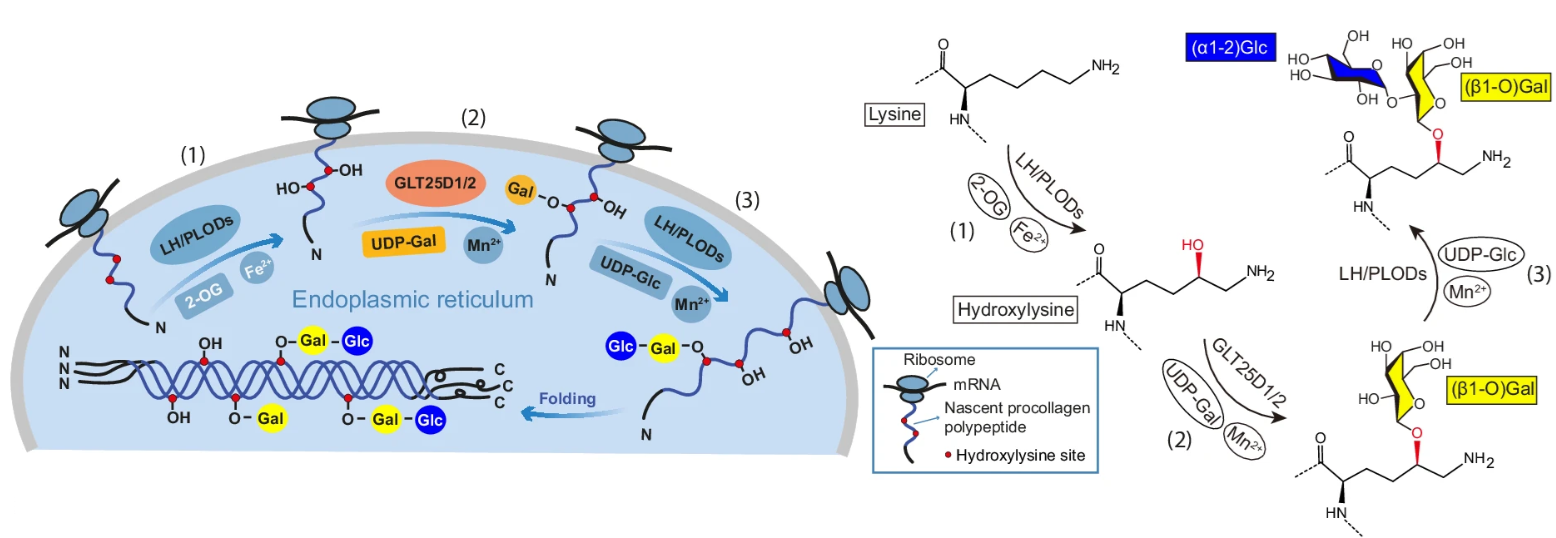 微信图片_2026-04-01_144524_885
